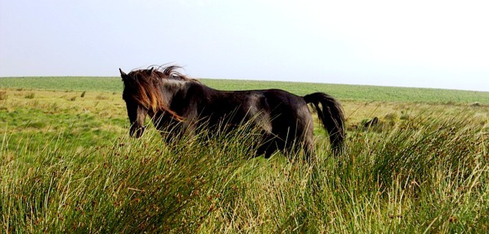 Le poney Dartmoor