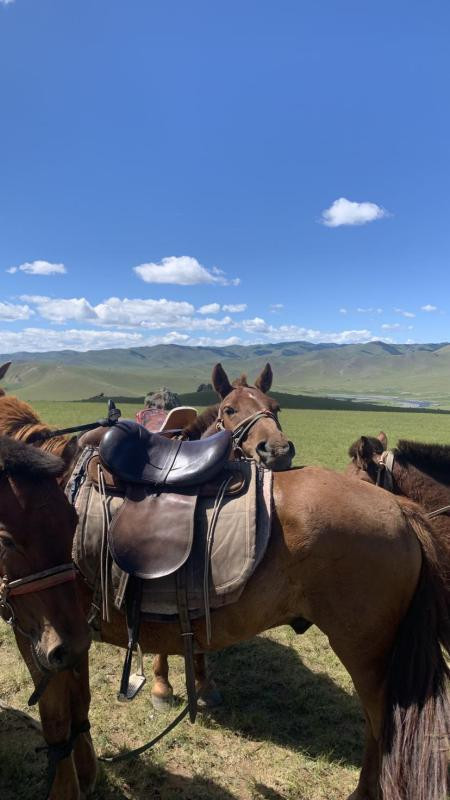 Avis de Morgane  - Voyage en Mongolie