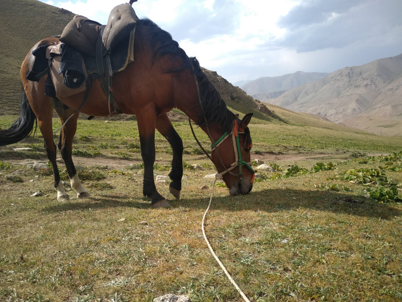 Avis de Flore  - Voyage en Kirghizie