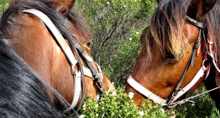 randonnee cheval nantes