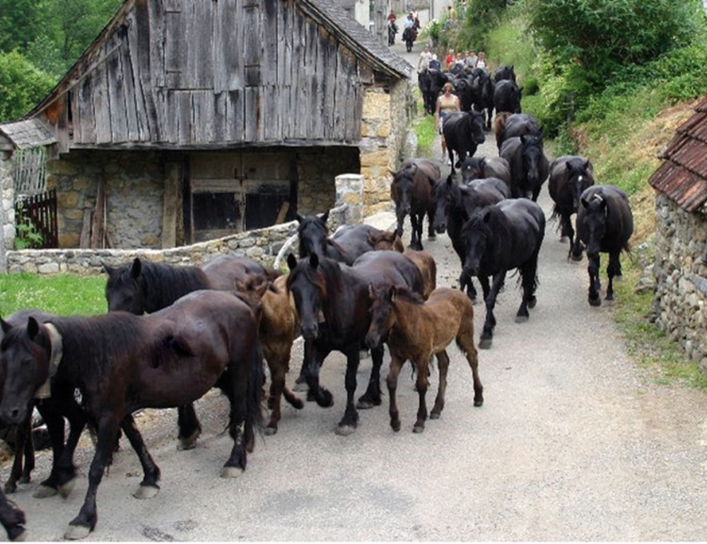 Randonnée équestre et transhumance des chevaux Mérens dans les Pyrénées