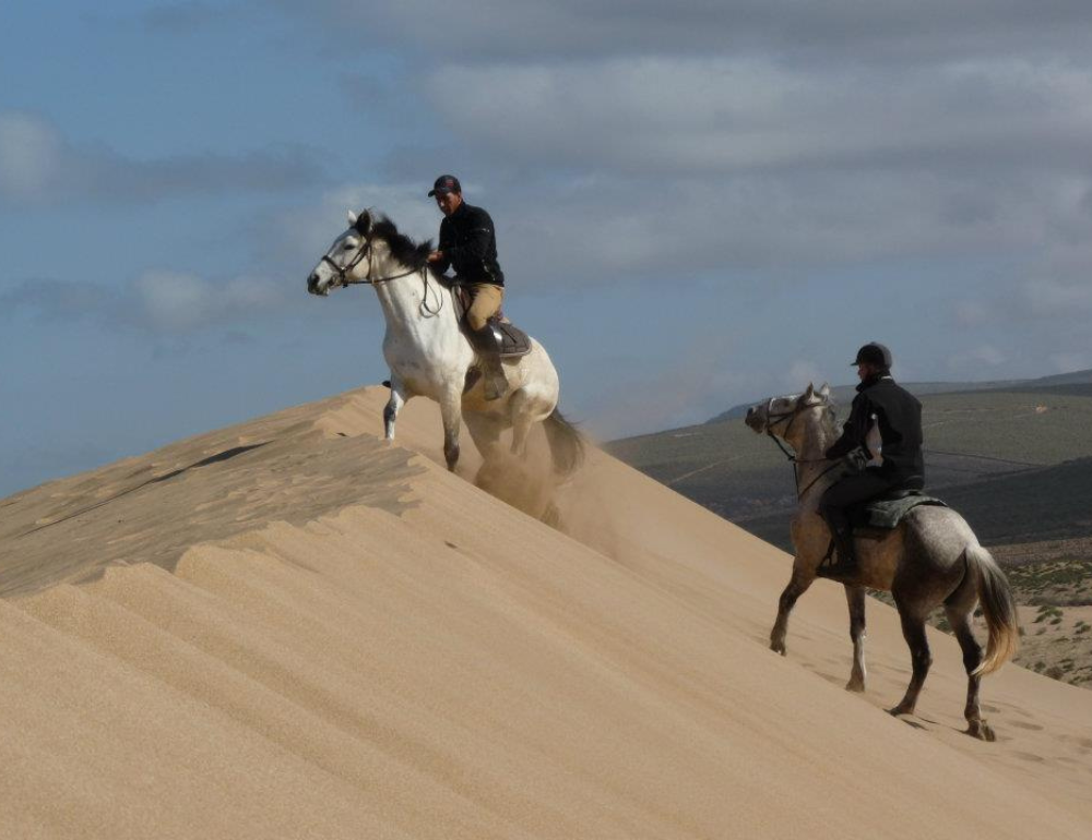 Randonnée à cheval sportive de déserts en oasis au Maroc