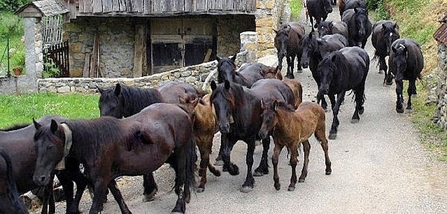 Transhumance des chevaux Mérens dans les Pyrénées