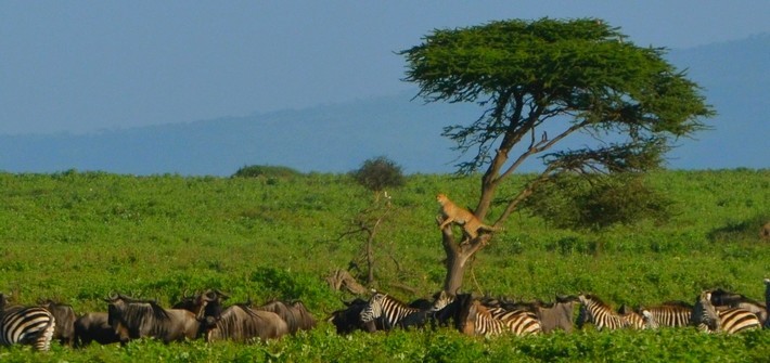 Safari à cheval sur les traces des éléphants du Kilimandjaro - Tanzanie - Caval&go