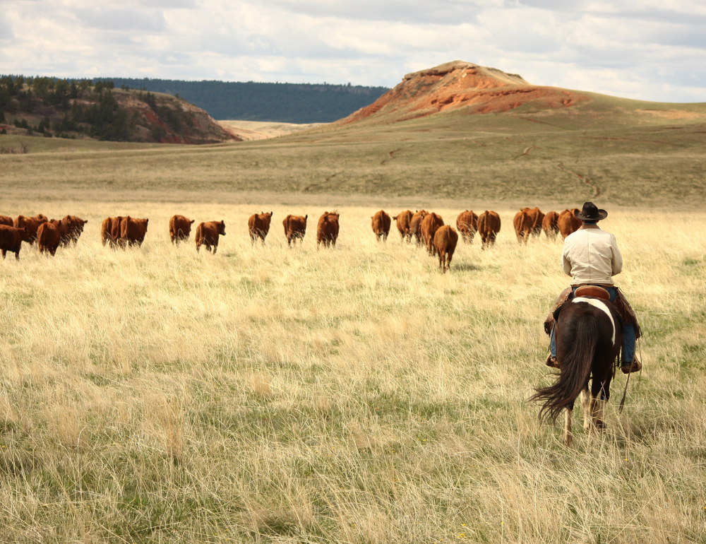 Séjour en Ranch aux USA dans la peau d’un Cowboy 