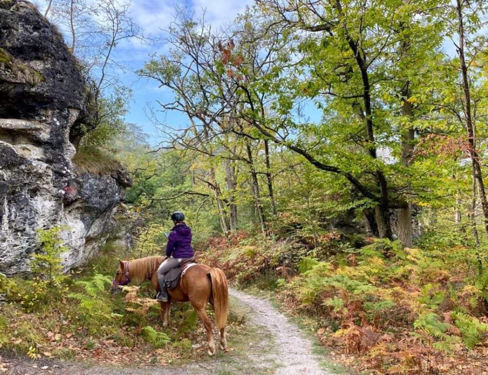 Week-end à cheval en forêt de Fontainebleau et hébergement confortable 4*