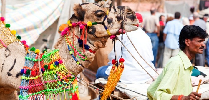 Randonnée équestre en Inde et fête traditionelle de Nagaur - Caval&go