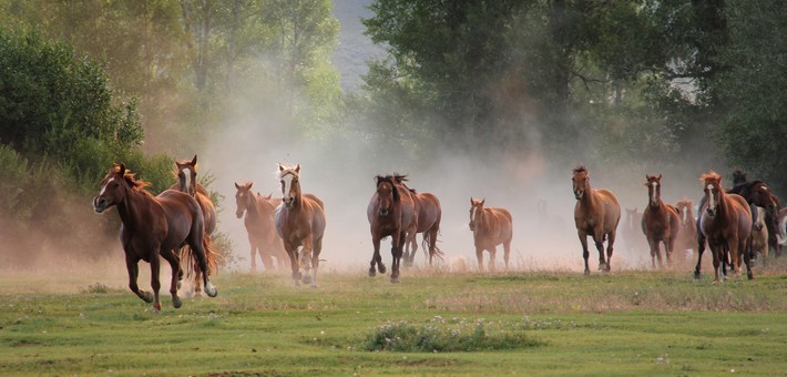 randonnee equestre wyoming