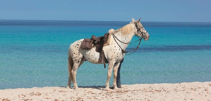 rencontres équestres méditerranéennes