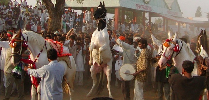 Randonnée à cheval en Inde pour la foire de Pushkar au Rajasthan - Caval&go