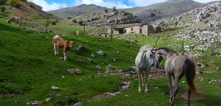 Randonnée équestres en Sicile