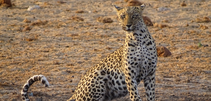 Safari pur sang namibie 6