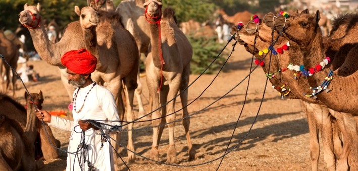 La foire de chevaux et de chameaux de Nagaur en Inde.