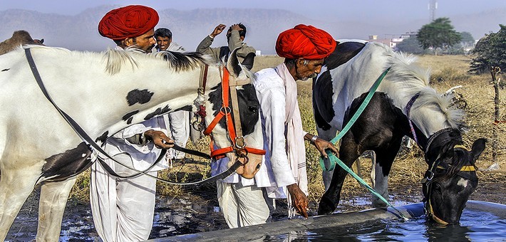 Assister à la grande foire de Pushkar