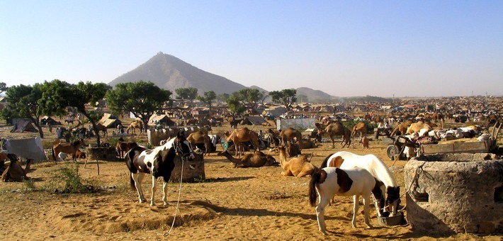 La foire de chevaux Marwaris à Pushkar.