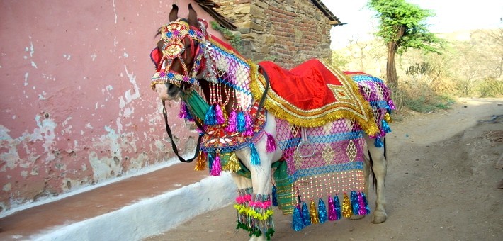 Cheval Marwaris orné de parures pour la foire de Pushkar. 