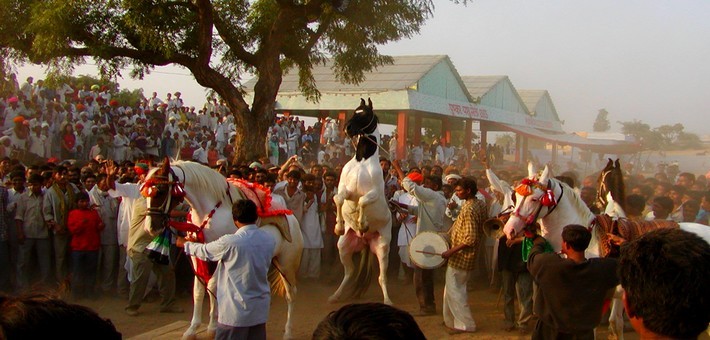 Concours de chevaux Marwaris à la foire de Pushkar. 