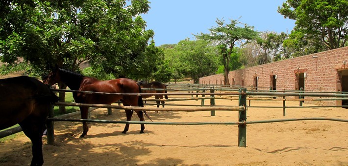 Visite du haras national du cheval Marwari