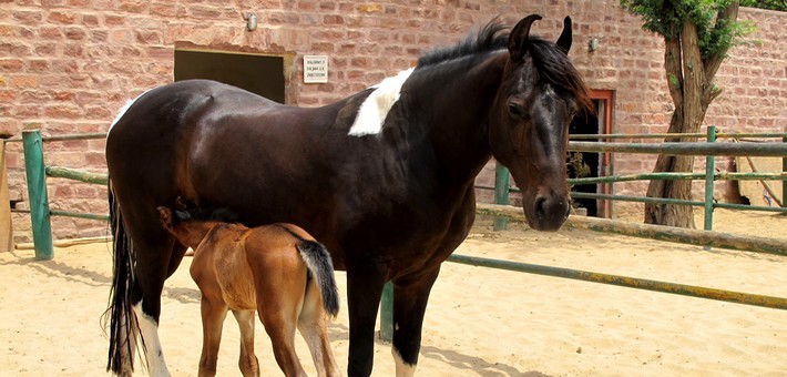 Poulain Marwaris au Haras National du cheval Marwaris