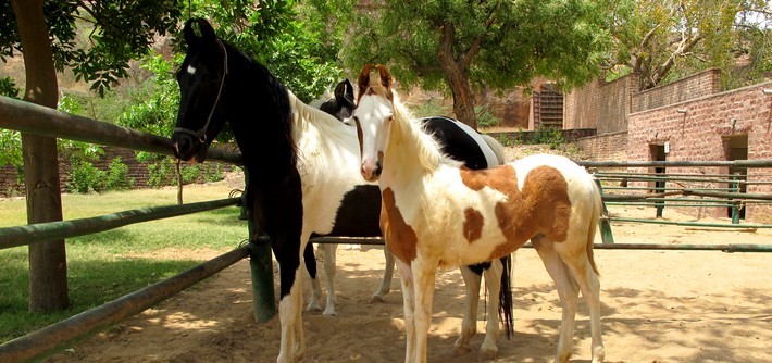 Poulain Marwaris au Haras National du cheval Marwaris