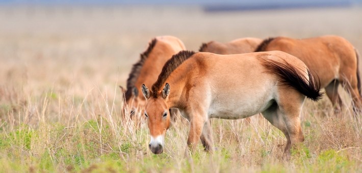 Caractéristiques du cheval de Przewalski