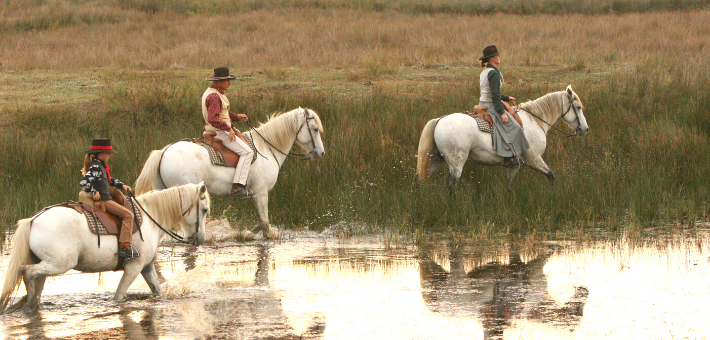 Le cheval Camargue aujourd'hui Le cheval Camargue aujourd'hui