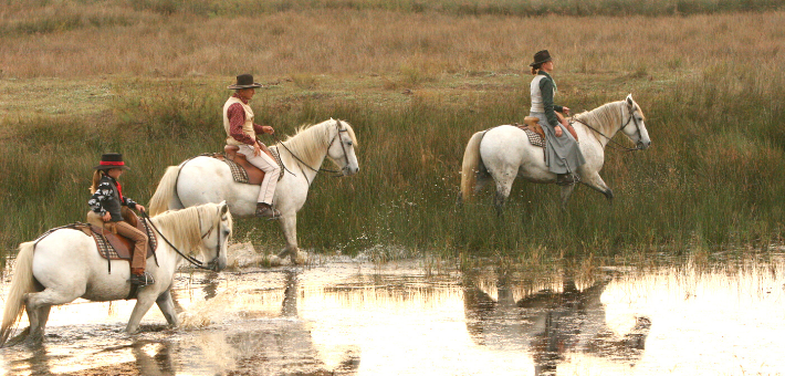 Le cheval Camargue aujourd'hui 