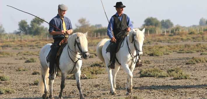 Le cheval Camargue sous les feux des projecteurs Le cheval Camargue sous les feux des projecteurs