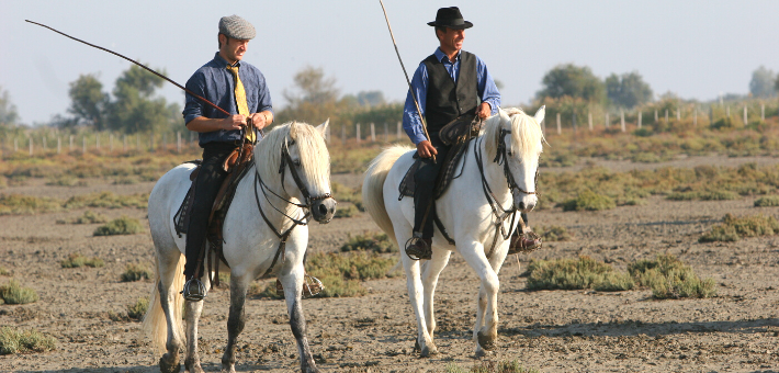 Le cheval Camargue sous les feux des projecteurs 