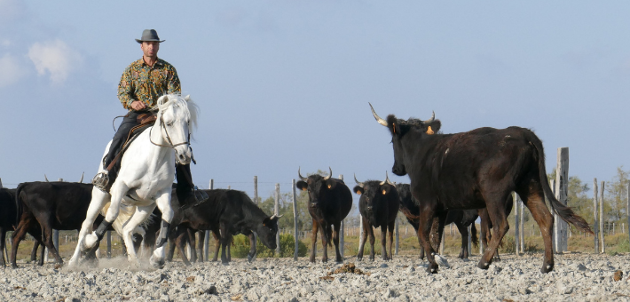 6 raisons de pratiquer l’équitation de travail 6 raisons de pratiquer l’équitation de travail