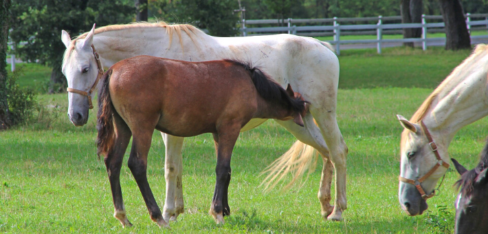 Comment reconnaître un Lipizzan ? Comment reconnaître un Lipizzan ?