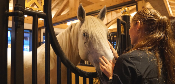 Le Lipizzan : cheval de sport ! Le Lipizzan : cheval de sport !