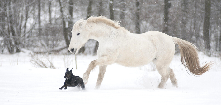 Le Lipizzan, parfait cheval polyvalent ? Le Lipizzan, parfait cheval polyvalent ?