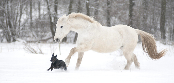 Le Lipizzan, parfait cheval polyvalent ? 