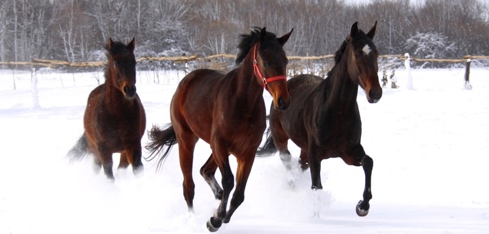 Quand partir en Roumanie pour une randonnée à cheval ?