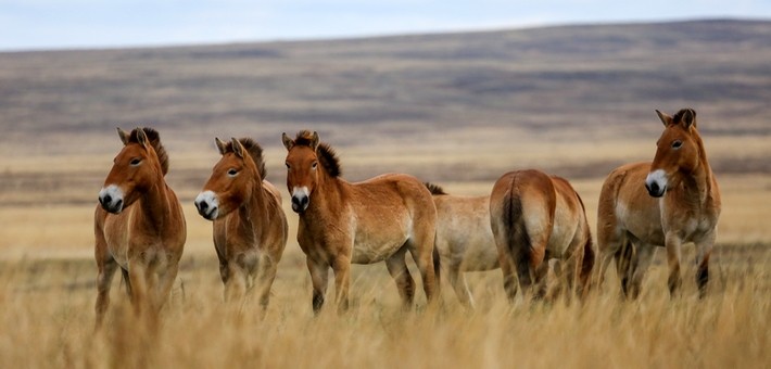 Le cheval de Przewalski : comment le protéger ? Le cheval de Przewalski : comment le protéger ?