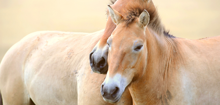 Les chevaux