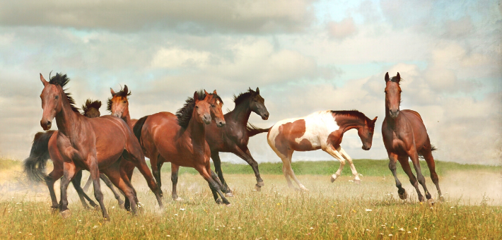 Le Brumby, le Mustang, et les poneys de l’Île de Sable : symboles des chevaux sauvages