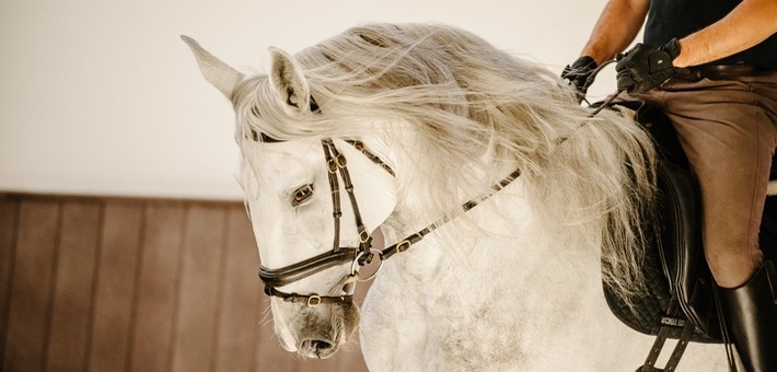 Utilisation du cheval lusitanien Utilisation du cheval lusitanien