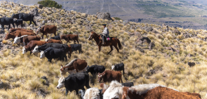 Gaucho, le maître de la pampa Gaucho, le maître de la pampa