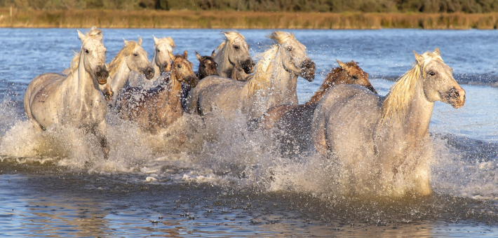 Les origines du cheval Camargue Les origines du cheval Camargue