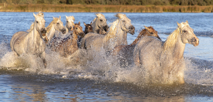 Les origines du cheval Camargue