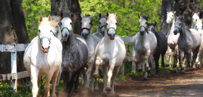 L'histoire mouvementée du Lipizzan L'histoire mouvementée du Lipizzan