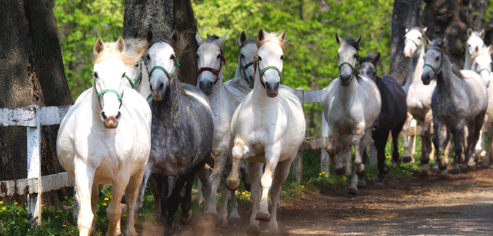 L'histoire mouvementée du Lipizzan 