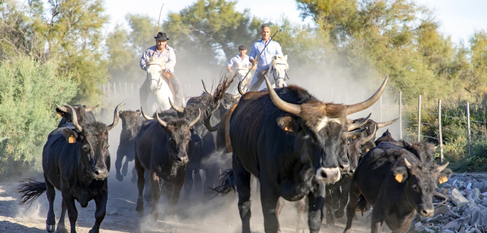 Le caractère du cheval Camargue Le caractère du cheval Camargue
