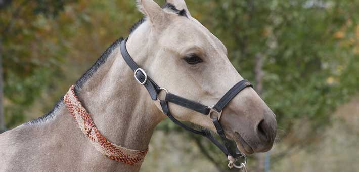 Akhal téké : race de cheval d'Asie centrale