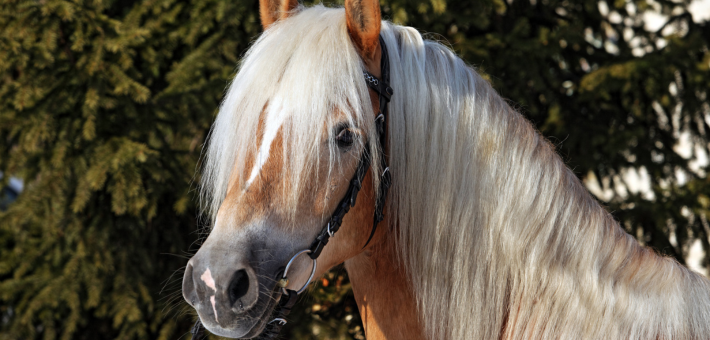 Utilisations du Haflinger Utilisations du Haflinger