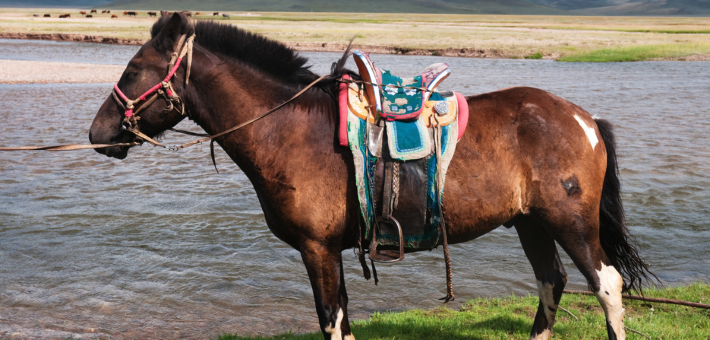 Le tempérament du cheval Mongol 