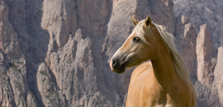 Le Haflinger et la Société Le Haflinger et la Société