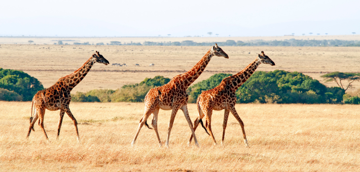 Quand partir au Kenya pour une randonnée à cheval ?